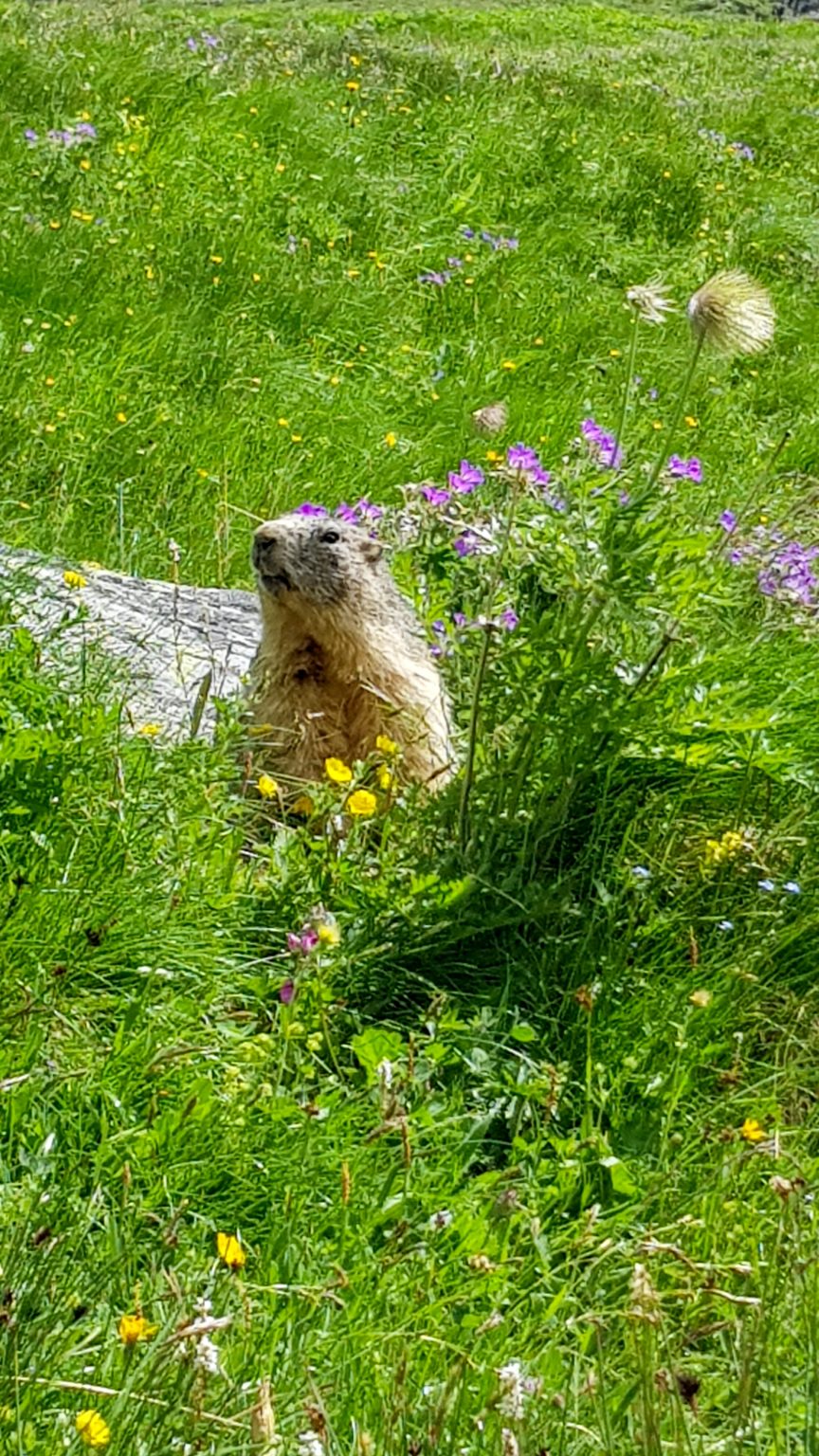 Marmotte dans les alpages